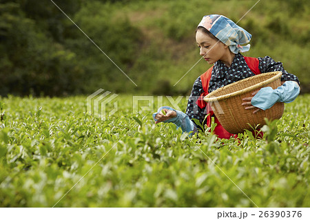 茶摘みをする日本人女性 26390376