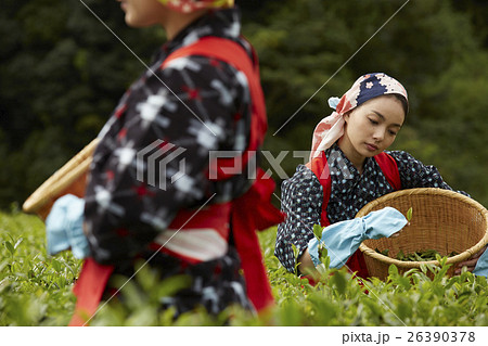 茶摘みをする日本人女性 26390378