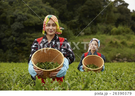 茶摘みをする日本人女性と外国人女性 茶摘みをする日本人女性と外国人女性 26390379