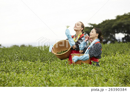茶摘みをする日本人女性と外国人女性 26390384