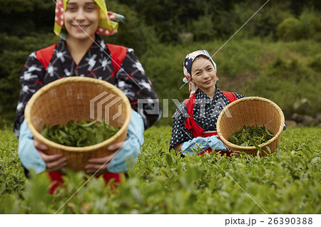 茶摘みをする日本人女性と外国人女性 26390388