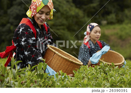 茶摘みをする日本人女性と外国人女性 茶摘みをする日本人女性と外国人女性 26390391