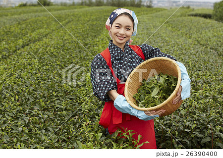 茶娘 ポートレート 茶娘 ポートレート 26390400