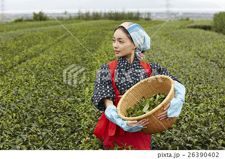 茶娘 ポートレート 茶娘 ポートレート 26390402