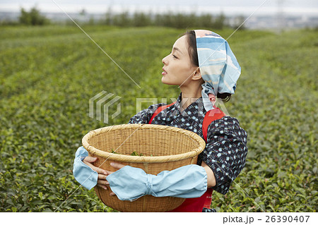 茶娘 ポートレート 茶娘 ポートレート 26390407