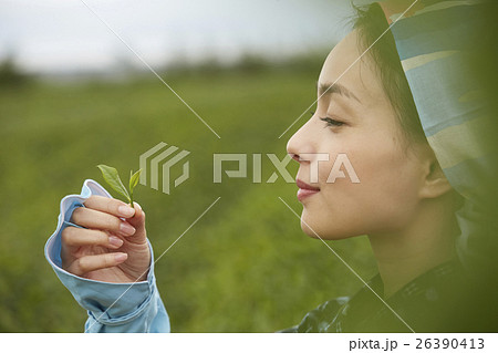 茶娘 ポートレート 茶娘 ポートレート 26390413