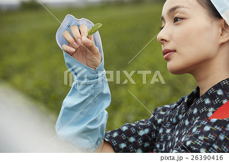 茶娘　ポートレート 26390416