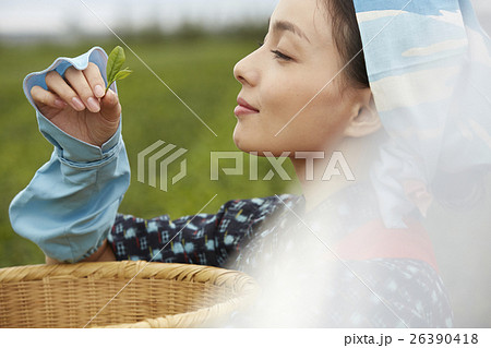 茶娘　ポートレート 26390418
