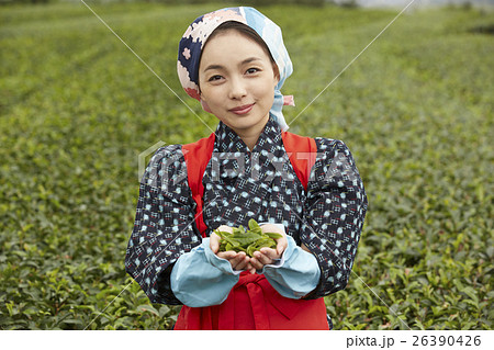 茶娘 ポートレート 茶娘 ポートレート 26390426