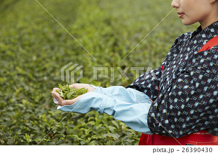 茶娘　ポートレート 26390430