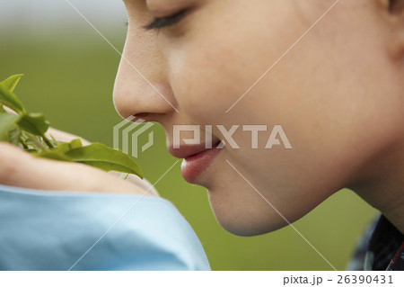 茶娘　ポートレート 26390431