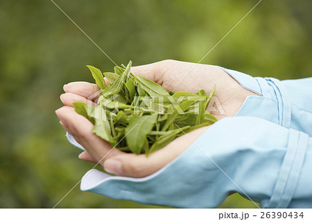 茶娘　茶葉 26390434
