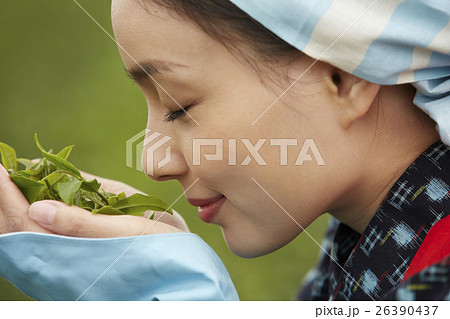 茶娘　ポートレート 26390437