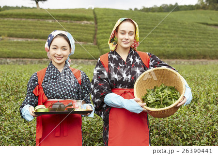茶摘みをする日本人女性と外国人女性の写真素材