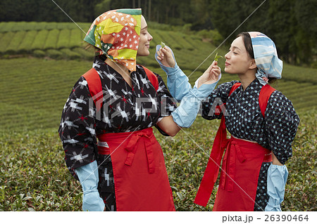 日本人と外国人の茶娘　ポートレート 26390464