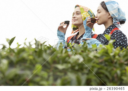 日本人と外国人の茶娘　ポートレート 26390465