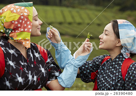 日本人と外国人の茶娘　ポートレート 26390480