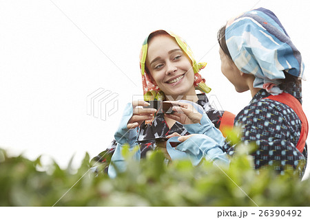日本人と外国人の茶娘　ポートレート 26390492