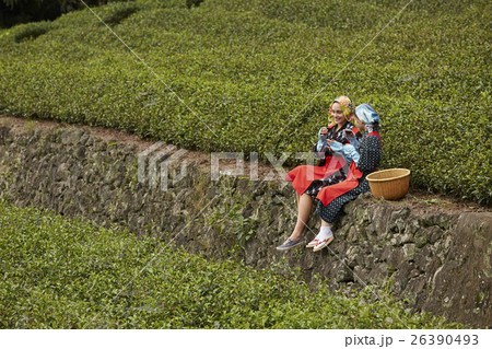 日本人と外国人の茶娘　ポートレート 26390493