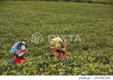 日本人と外国人の茶娘 ポートレート 日本人と外国人の茶娘 ポートレート 26390508