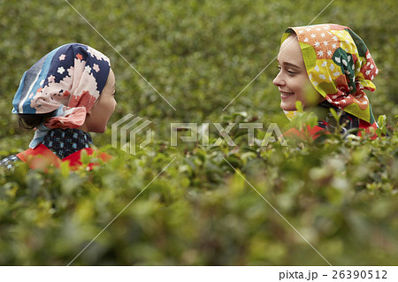 日本人と外国人の茶娘　ポートレート 26390512