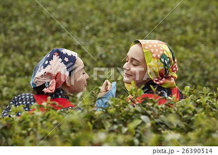 日本人と外国人の茶娘　ポートレート 26390514