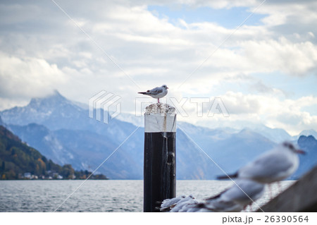 Sea gulls at lake Traunsee in Gmunden 26390564