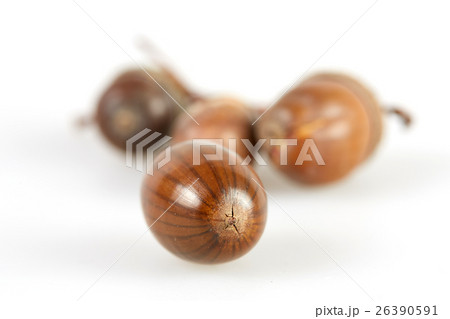 Isolated acorn macro shot with white background Isolated acorn macro shot with white background 26390591