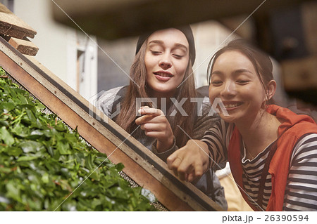 製茶工場を見学する外国人女性と日本人女性 26390594