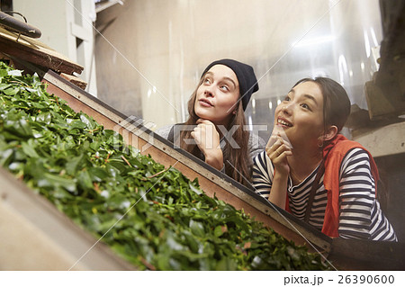 製茶工場を見学する外国人女性と日本人女性 製茶工場を見学する外国人女性と日本人女性 26390600