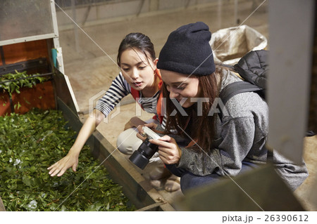 製茶工場を見学する外国人女性と日本人女性 26390612