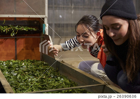 製茶工場を見学する外国人女性と日本人女性 26390636