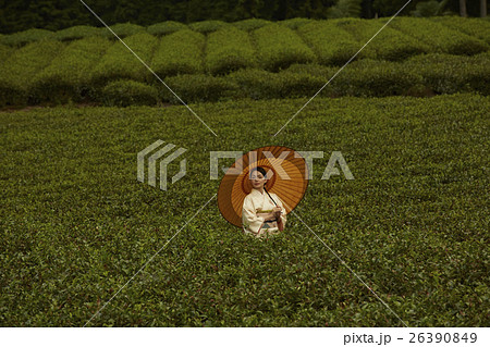 日本の茶畑と着物の女性　ポートレート 26390849