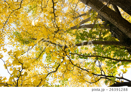 秋イメージ 26391288