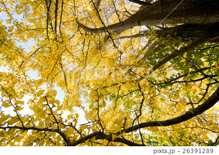 秋イメージ 26391289