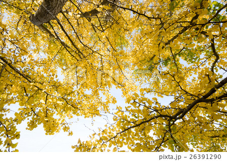 秋イメージ 26391290