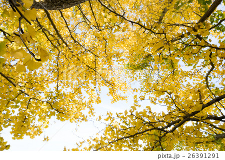 秋イメージ 26391291