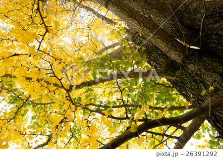 秋イメージ 26391292