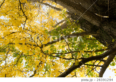 秋イメージ 26391294