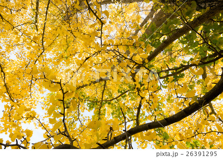 秋イメージ 26391295