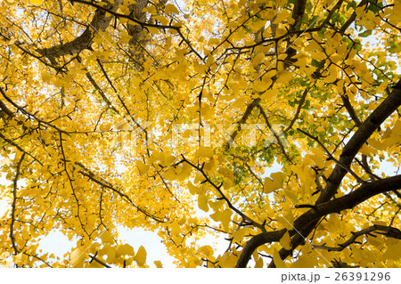 秋イメージ 26391296