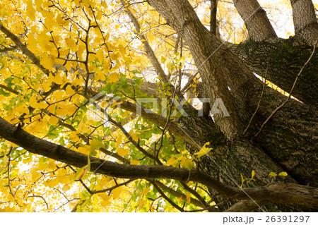 秋イメージ 26391297