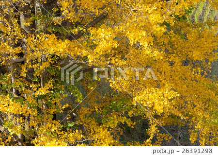 秋イメージ 26391298