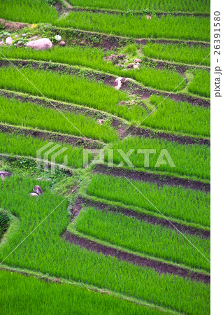 Green Terraced Rice Field in Chiang Mai, Thailand Green Terraced Rice Field in Chiang Mai, Thailand 26391580