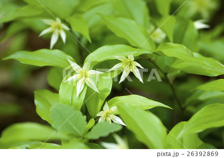 チゴユリ 26392869