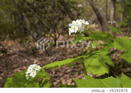 サンカヨウ 26392876