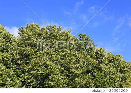 Green foliage against the blue sky 26393200