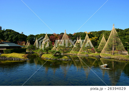 秋の白鳥庭園 秋の白鳥庭園 26394029