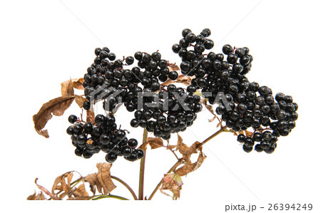 elderberries 26394249