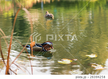 mandarin duck swimming mandarin duck swimming 26394258